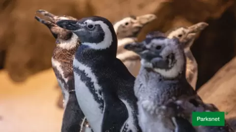 Ingresso Oceanic Aquarium em Balneário Camboriú