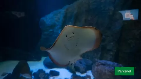 parksnet-imagem-galeria-ingresso-oceanic-aquarium-em-balneario-camboriu-6802af4fb6bdf_0.webp parksnet-imagem-galeria-ingresso-oceanic-aquarium-em-balneario-camboriu-6802af4fb6bdf_0.webp