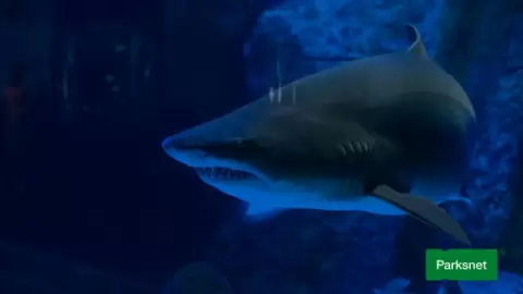 parksnet-imagem-galeria-ingresso-oceanic-aquarium-em-balneario-camboriu-6802af5077733_1.webp parksnet-imagem-galeria-ingresso-oceanic-aquarium-em-balneario-camboriu-6802af5077733_1.webp
