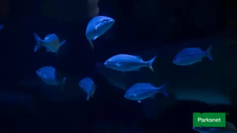 parksnet-imagem-galeria-ingresso-oceanic-aquarium-em-balneario-camboriu-6802af513b663_2.webp parksnet-imagem-galeria-ingresso-oceanic-aquarium-em-balneario-camboriu-6802af513b663_2.webp