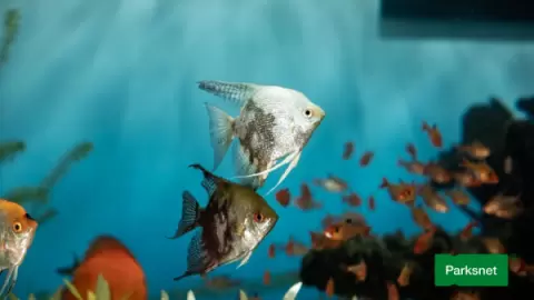 parksnet-imagem-galeria-ingresso-oceanic-aquarium-em-balneario-camboriu-6802af601f8bc_0.webp parksnet-imagem-galeria-ingresso-oceanic-aquarium-em-balneario-camboriu-6802af601f8bc_0.webp