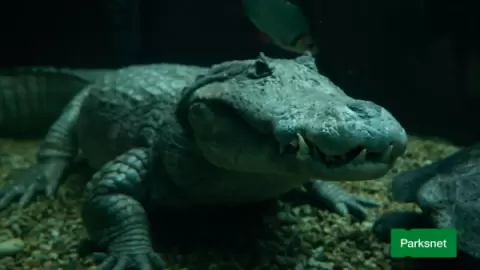 Ingresso Oceanic Aquarium em Balneário Camboriú