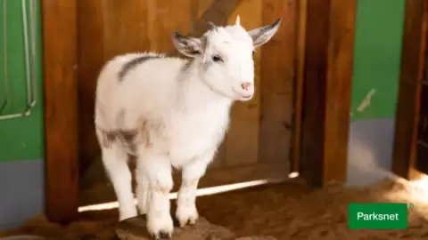 Ingresso Spitz Pomer | Diversão & Natureza em Balneário Camboriú